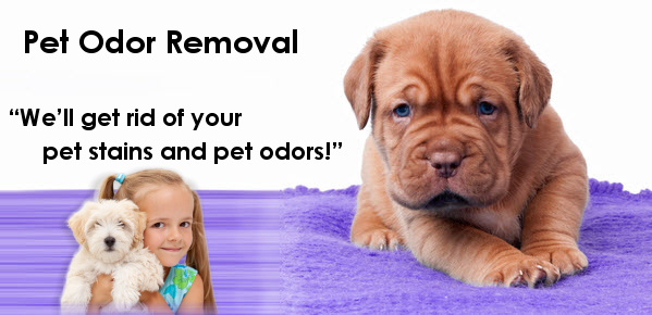 Pet Stains & Pet Odor Removal