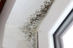 Inspection of Black Mold