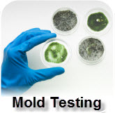 Mold Test in Your Home