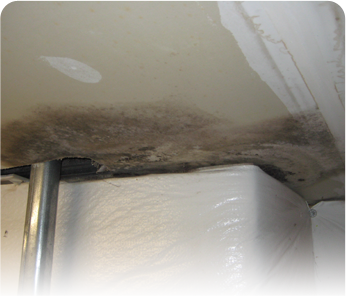 water-damage-mold-ceiling