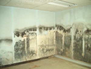 Basement Mold and moisture problems