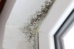 Alternaria Mold Removal