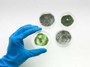 Aspergillus and Penicillium Mold Remediation NJ