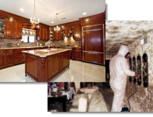 Mold in Your Kitchen