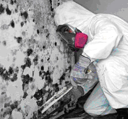 Entire Properties Mold Removal