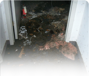 Sewer backup cleanup Eatontown,