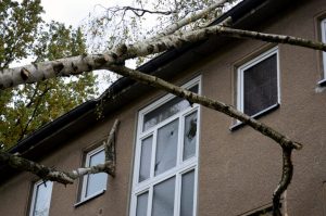 Water damage due to a tree falling in Holmdel