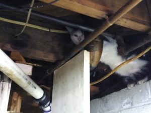 cats basement cleanup in South Bound Brook