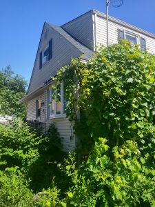 Basement cat urine removal in South Bound Brook