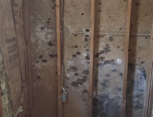 Mold Growth in New Jersey Homes: Causes, Health Risks, and Proven Prevention Tips