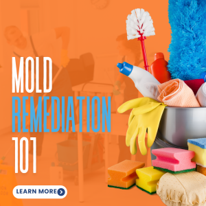 Mold Remediation 101 Portrait