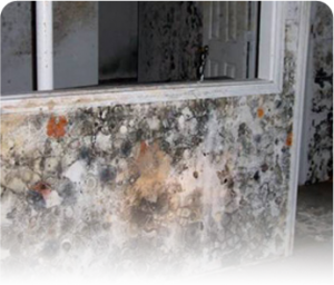 Aspergillus and Penicillium mold removal