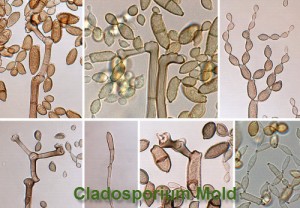 Cladosporium-mold