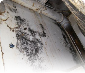 Basidiospores Mold Removal