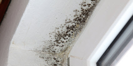 Mold from Roof Water Damage