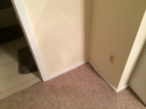 Mold in Your Carpet