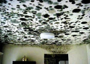 Mold in Drywall