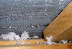 Attic Condensation Mold Cleanup NJ