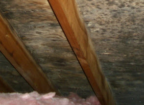 Attic mold damage remediation NJ