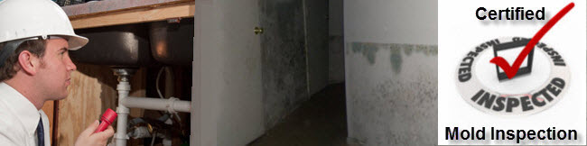 basement mold inspection NJ Ny